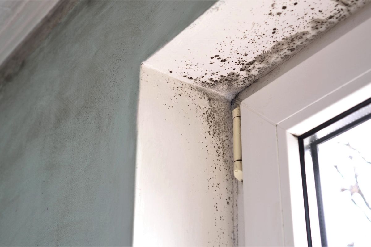 What to Expect from Your Mold Inspection